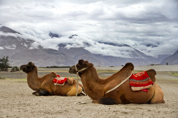 Bactrian camels, Hundar village, Nubra Valley, Ladakh, Kashmir, India
