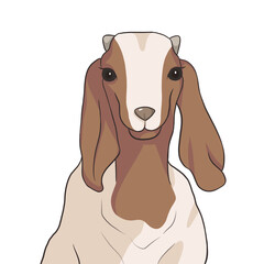 smiling goat