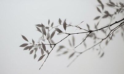 Obraz premium a branch with leaves on it against a white background with a gray sky in the backround of the picture is a thin branch with leaves on it. generative ai
