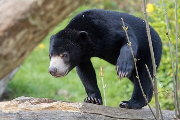 Malayan bear