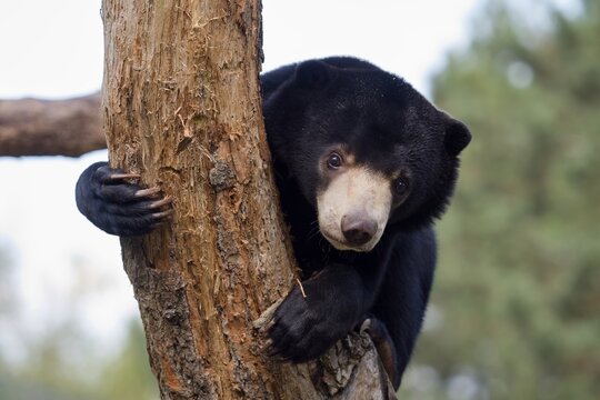 Malayan bear