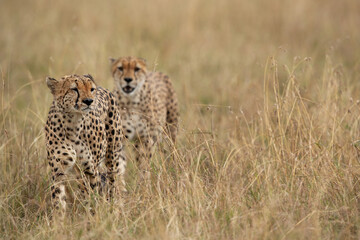 A pair of Cheetah walking in savannah at Masai Mara, Kenya