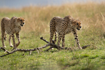 A pair of Cheetah walking on green at Masai Mara, Kenya
