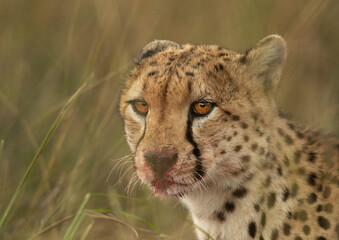 Portrait of a Cheetah after a heavy meal at Masai Mara, Kenya