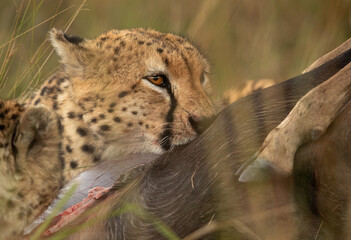Closeup of a Cheetah feeding a kill, Masai Mara, Kenya