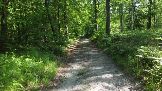 Promenade &agrave; l'int&eacute;rieur d'une for&ecirc;t en drone 