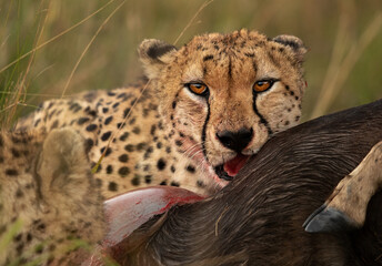 Cheetah feeding wildebeest kill at Masai Mara, Kenya