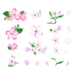 Apple flowers set. Separate elements of flowers, leaves and petals. Watercolor apple flowers