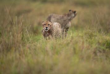 Fototapeta na wymiar Cheetahs walking on green after having heavy meal at Masai Mara, Kenya