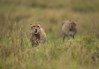 Cheetahs walking on green after having heavy meal at Masai Mara, Kenya