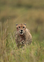 Cheetah on walk after having heavy meal at Masai Mara, Kenya