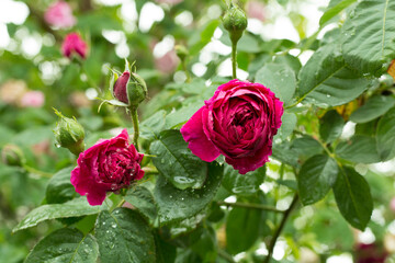 Roses flower blooming in garden, closeup view