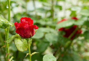 Fototapeta na wymiar Roses flower blooming in garden, closeup view