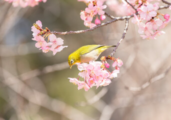 Fototapeta na wymiar 桜とメジロ。春のコンセプト。