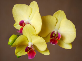 Closeup yellow and red orchids (Orchis) on brown background
