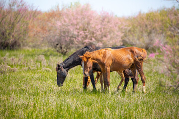 A herd of horses graze in the meadow in summer, eat grass, walk and frolic. Pregnant horses and...