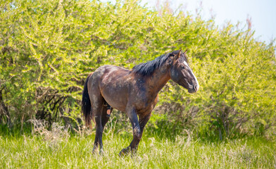 A herd of horses graze in the meadow in summer, eat grass, walk and frolic. Pregnant horses and foals, livestock breeding concept.