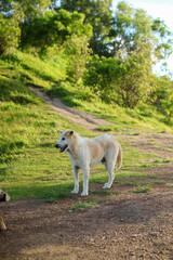 Pengilon hill guard dog. His name is kapu