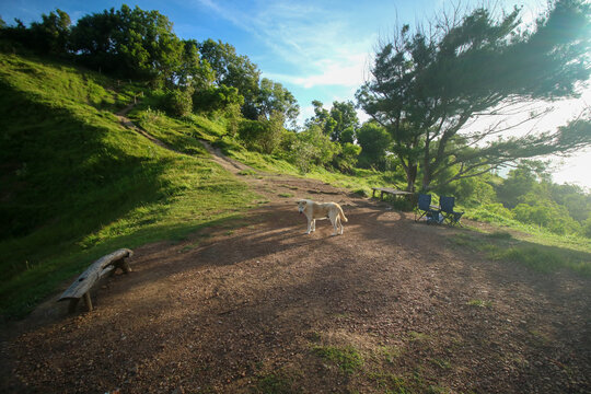 Pengilon hill guard dog. His name is kapu