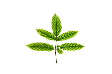 Green leaf isolated on white background