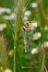 Conehead mantis // Haubenfangschrecke (Empusa fasciata) -  Greece