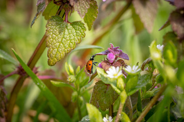 Fototapete bei efototapeten.de bestellen   