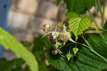 Honey bee collects pollen from raspberry flowers