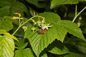Honey bee collects pollen from raspberry flowers