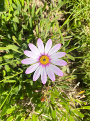 Obraz premium Pink cosmos flower