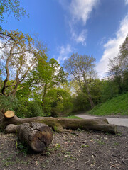 Fototapeta premium Tree and trunk in the forest