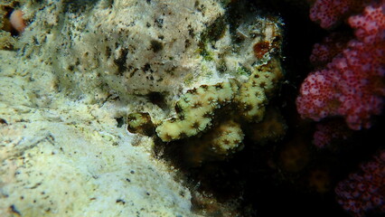 Naklejka na ściany i meble Knob coral (Dipsastraea pallida) undersea, Red Sea, Egypt, Sharm El Sheikh, Nabq Bay