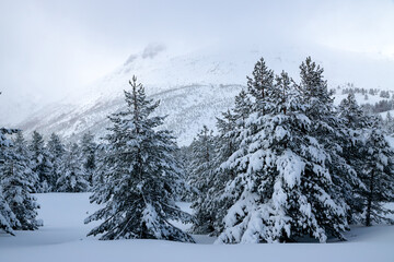 Snowing in a Pine forest in winter in Riaño and Mampodre mountains in the north of Spain. European peaks.