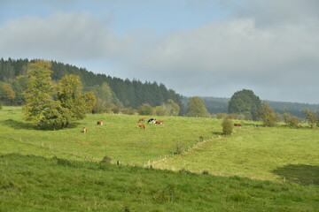Arbres isolés et prairies sur l'une des collines sous la brume en dissipation à Vielsalm