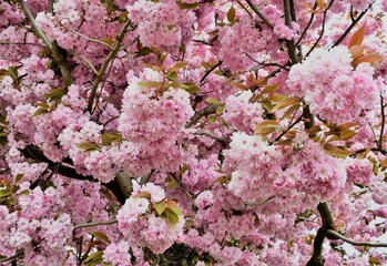 pink cherry tree
