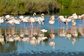 Group of flamingos (Phoenicopterus ruber) in water with one little egret, in the Camargue is a natural region located south of Arles, France, 