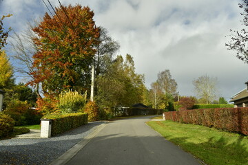 Route le long de la végétation en automne à Vielsalm
