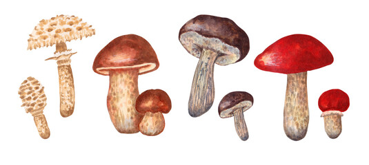 A set of large and small mushrooms. Umbrella, porcini mushroom, boletus,leccinum. Autumn harvest natural culinary ingredient for menu, recipe, label, wrapper.  Hand drawn element watercolor isolated.