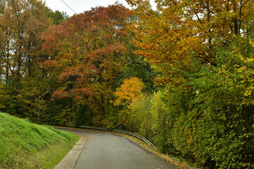 Route en pente sous un feuillage d'automne à Vielsalm 