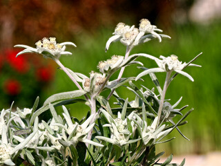 Edelweiss flowers (Leontopodium alpinum) in the French garden