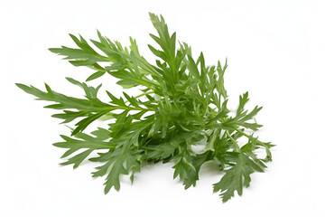 Fototapeta premium Artemisia vulgaris L, Sweet wormwood, Mugwort or artemisia annua branch green leaves on white backgroun