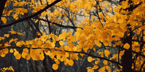 Autumn branches trees yellow leaves an unusual season. AI