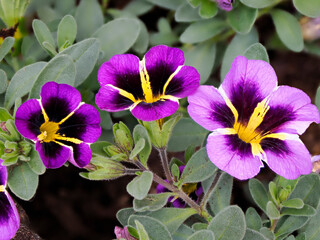 Purple and yellow calibrachaos hybrids in french garden