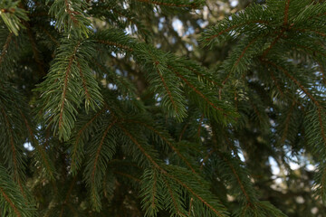 Background from pine branches. Coniferous green texture.
