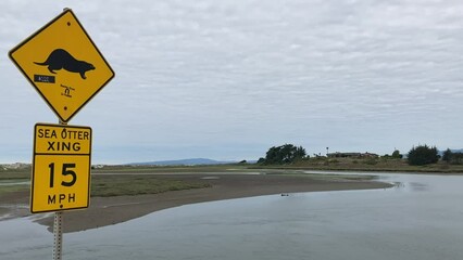 A sea otter rests in a shallow estuary in the background with a sea otter crossing road sign in the foreground - Moss Landing, California, USA