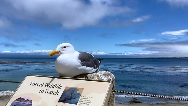 A seagull sits amusingly on a wildlife watching information sign in front of the Pacific Ocean at beautiful Monterey Bay on a sunny day - Monterey, California, USA