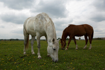 gray and brown hoarse graze on green summer meadow full body photo - obrazy, fototapety, plakaty