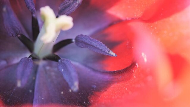 A close up shot of a red flower stigma.