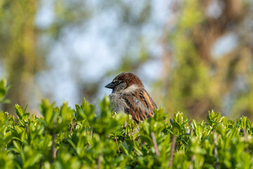 Beautiful cute brown sparrow sitting in lush bushes. Urban bird with brown feathers and looks at green plants. Passer domesticus lives in city park. Portrait male sparrow close-up. Wildlife habitat.