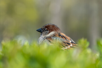 Beautiful cute brown sparrow sitting in lush bushes. Urban bird with brown feathers and looks at green plants. Passer domesticus lives in city park. Portrait male sparrow close-up. Wildlife habitat.