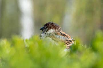 Beautiful cute brown sparrow sitting in lush bushes. Urban bird with brown feathers and looks at green plants. Passer domesticus lives in city park. Portrait male sparrow close-up. Wildlife habitat.